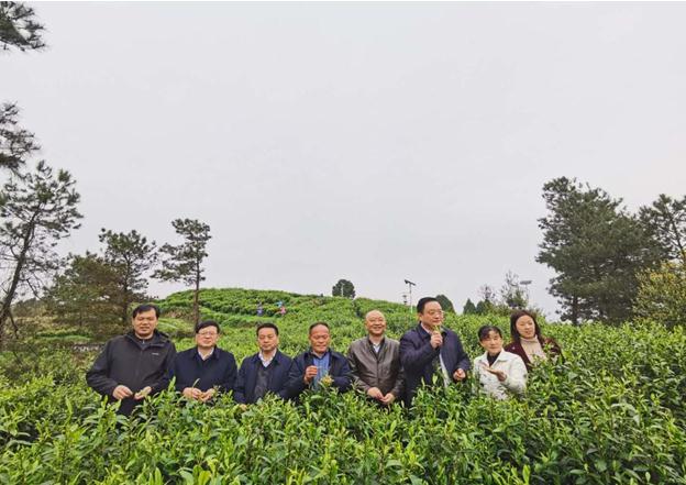 公司負責人陪同省供銷社、湘西州領(lǐng)導一行調(diào)研我司青干村茶葉扶貧示范基地