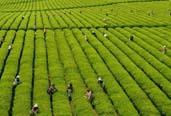 2013年，全國茶葉生產繼續增產增收